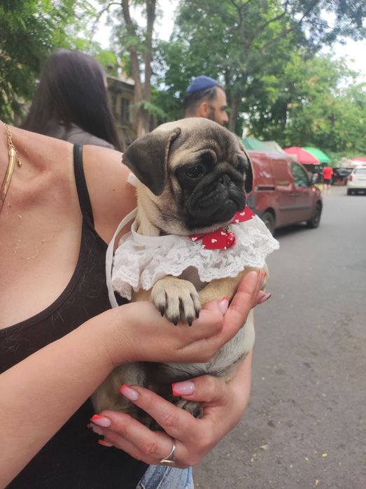 Гарненька дівчинка Мопс