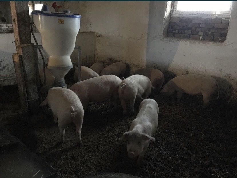 Ферма, тваринницьке приміщення