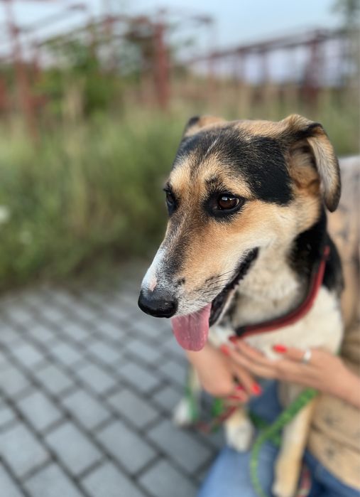 Reksio - najspokojniejszy i najbardziej kochany pies na świecie ...