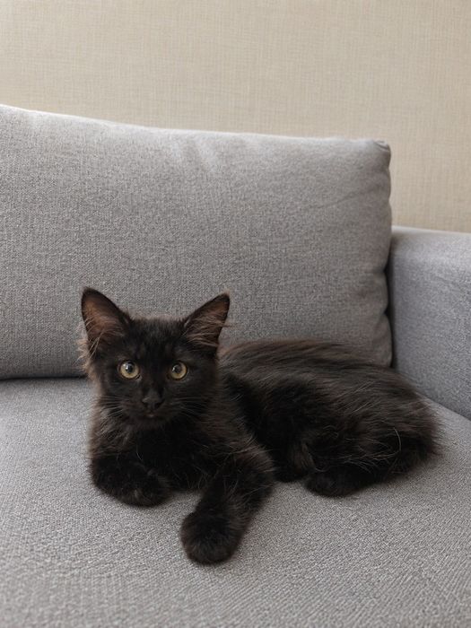 Кошенята дівчинки