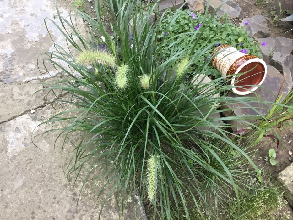 Декоративная трава