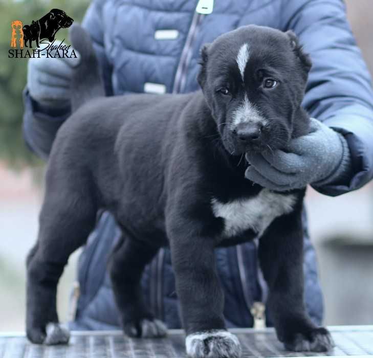 Чорна красуня САВ