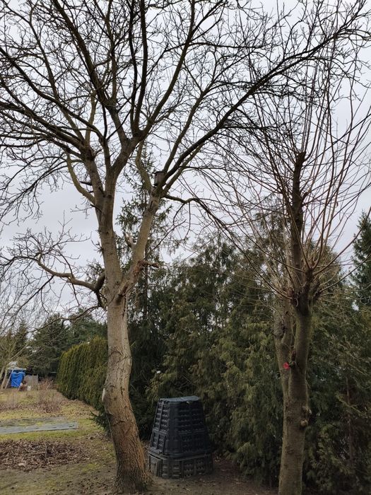 Orzech włoski  za darmo