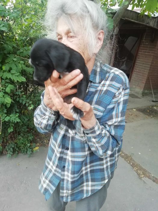 Вiддам в добрi руки cобачку