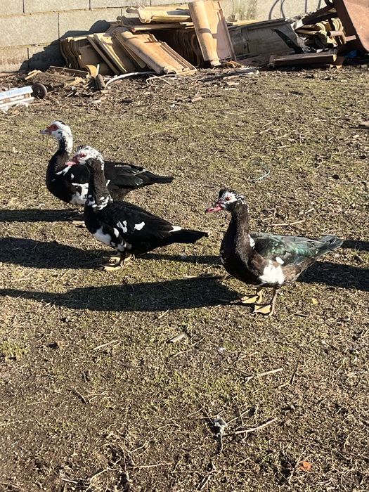 Patos mudos novos