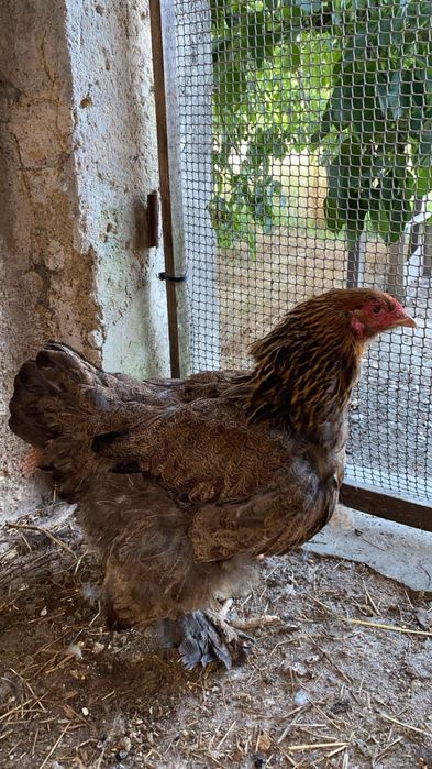 Ovos galados de bramha