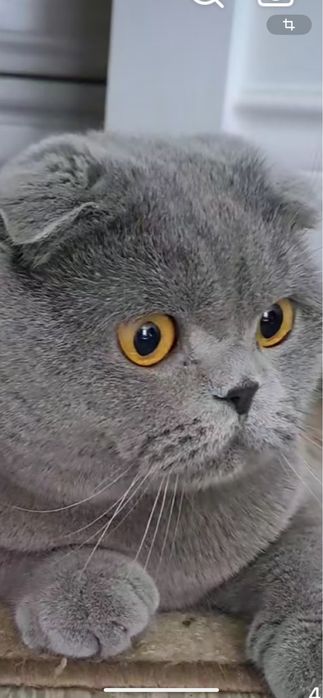 В’язка . Шотландський короткошерстий котик.