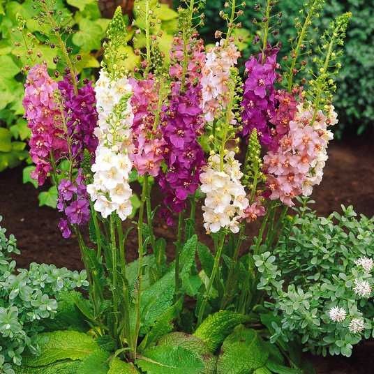 Кампанула,гіпсофіла,ромашка,гвоздика,карекс, очитки,перовскія