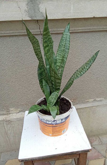 Хлорофітум та сансев'єра - очищувачі повітря для дітей та літніх людей