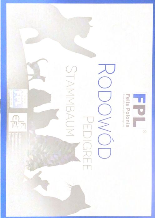 Kocur brytyjski, kot brytyjski, kotek brytyjski, brytyjczyk