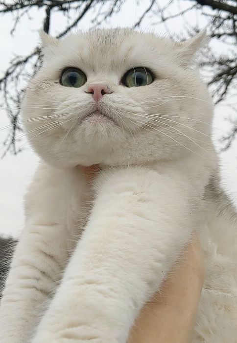 Bri ns 12 Шиншила серебристый