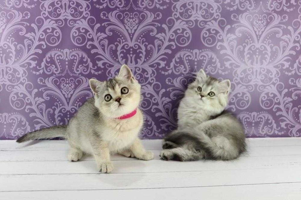 Хлопчики та дівчатка породи