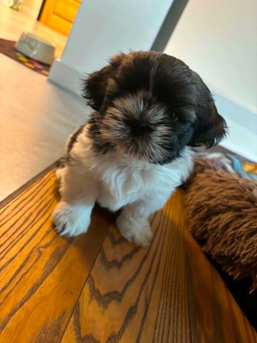 Pieski Shih tzu z rodowodem