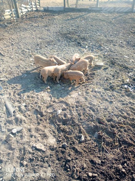 Поросята Кармали