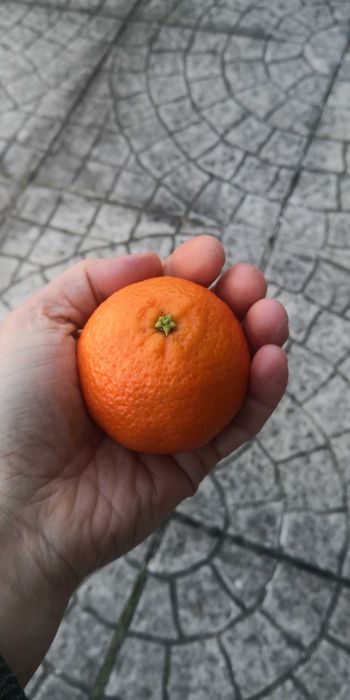 tângeras e clementinas