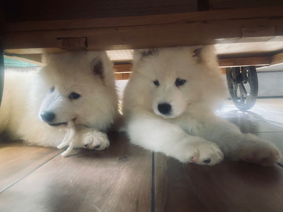 Samoyed szczeniak suczka gotowa do odbioru