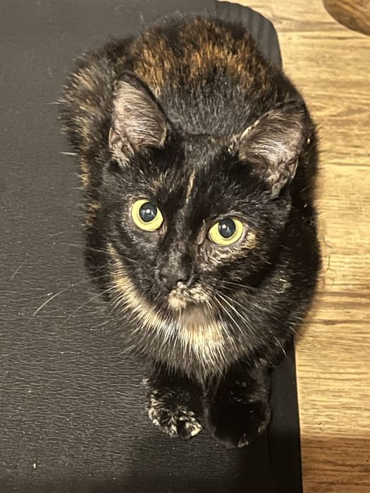 Kociaki szukają domków