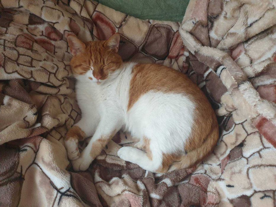 Пропал  бело-рыжий кот