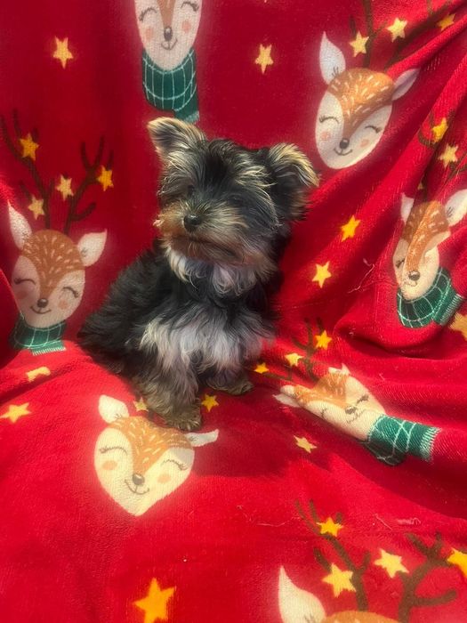 Yorkshire terrier - piesek