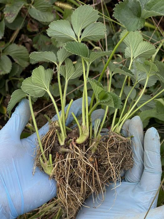 Саджанці полуниці