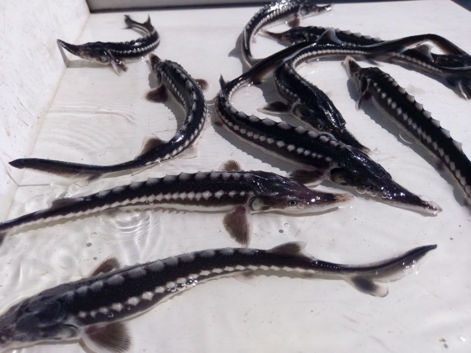 Jesiotr Rosyjski Syberyjski Bester RS Siewruga Sterlet biały Węgorz