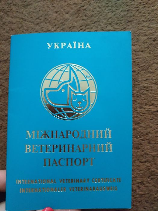 Бенгальский мальчик супер розетка