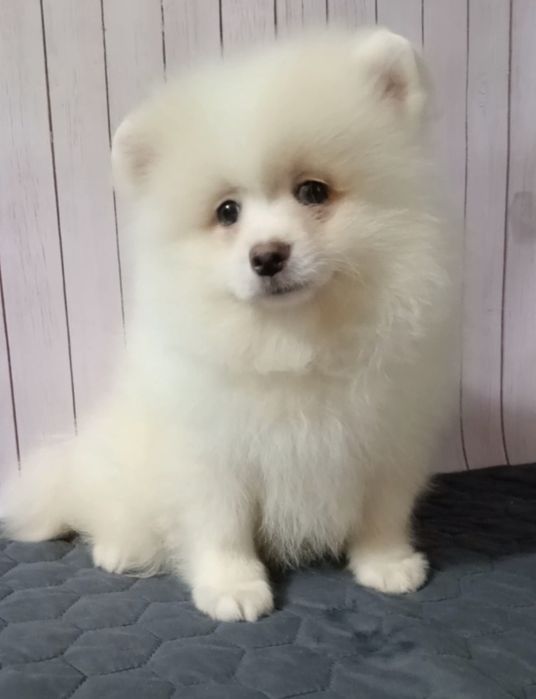 Шпіцуля 2.5 місяці