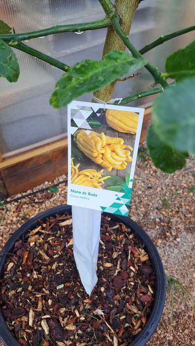 Buddha Hand Fruiting Lemon