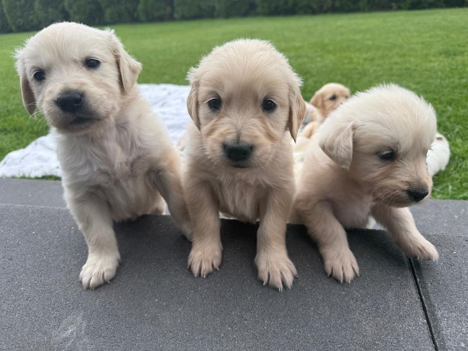 Piekne szczeniaki Golden Retriver 2 tygodnie do odbioru