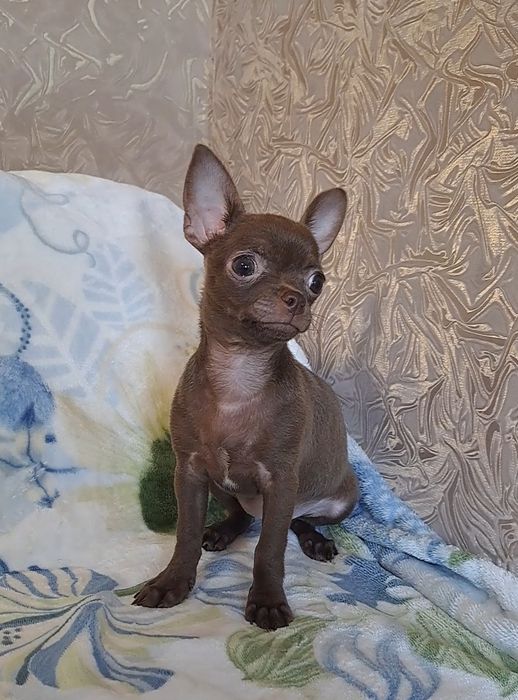 Шоколадная красота