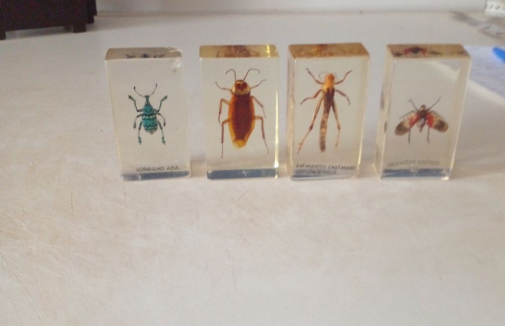 COLEÇÃO de insetos Verdadeiros  DA RBA