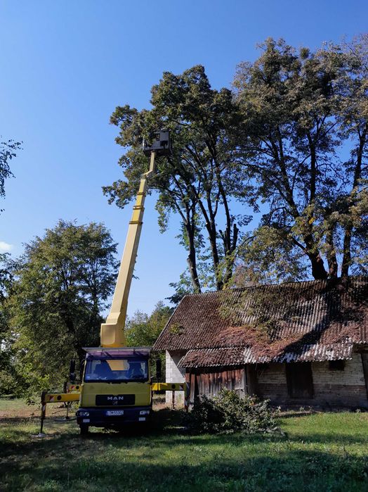 Wycinka drzew trudnych