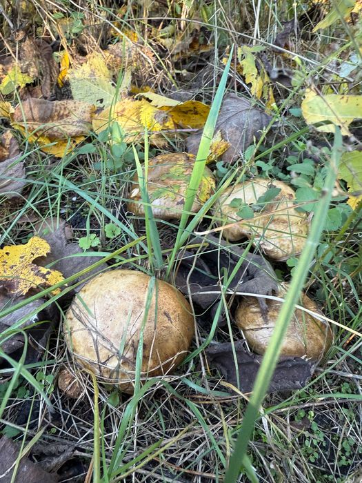 Продаж земельної ділянки с. Романків.