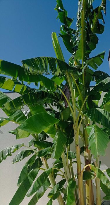 Bananeira, Anona, amora sem picos...