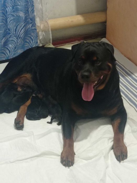 Цуценята Ротвейлер