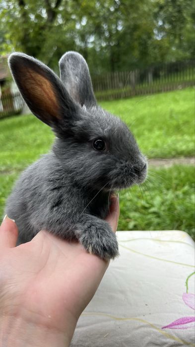 Кролі кролики самки самці