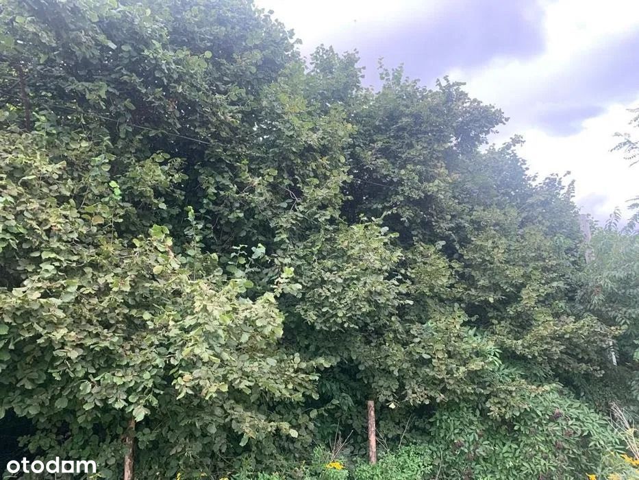 Działka Warszawa Wilanów komplet 3 działki 3548 m² - Widok 5