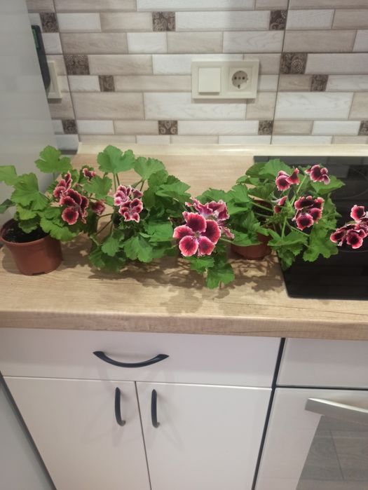 Пеларгонія королівська