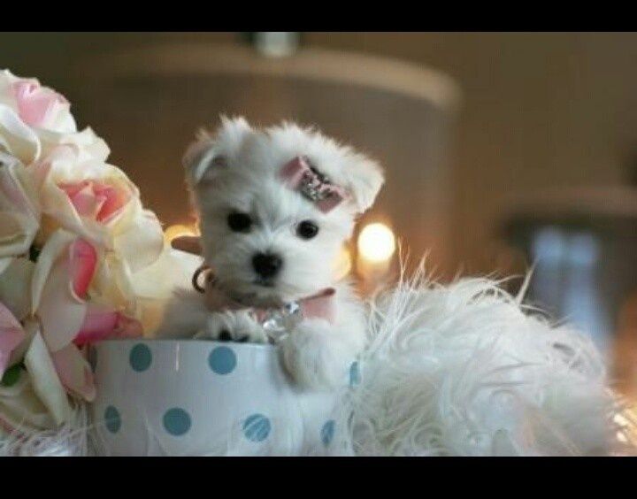 Maltańczyk KOREA biała iskierka chip Rodowód wyprawka