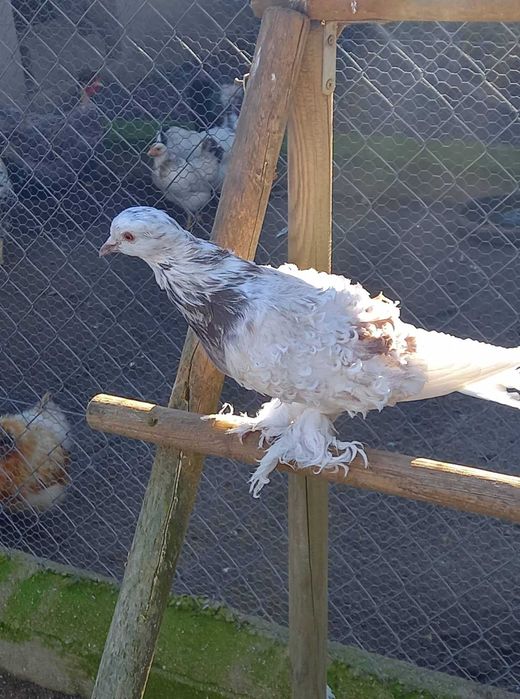 Pombas frisadas - machos e fêmeas