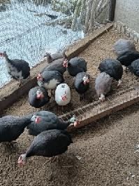 Samce Perliczek. Sprzedam