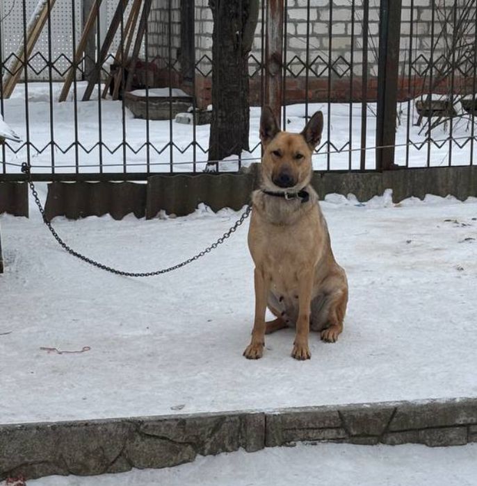 Цуценя шукає добрі руки безкоштовно
