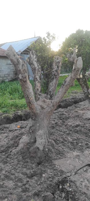 Várias Oliveiras Antigas para Jardim