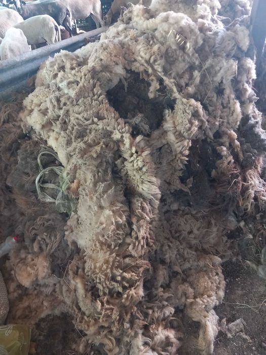 Lã Bruta em Pilha, 100kg , algodão puro, perfeito para artesanato e vida biológica e natural, 1€ kg