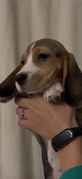 Песики красунчики,красуні.бігль