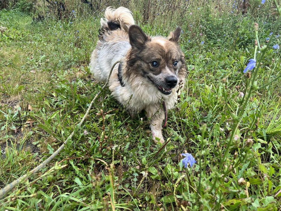 On chyba nigdy nie znajdzie domu. Traci wzrok i nadzieję