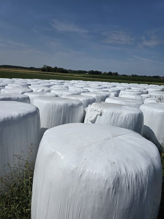 Sianokiszonka z lucerny z transportem