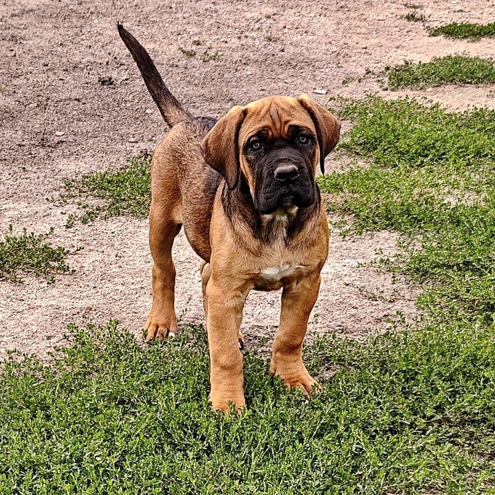 Cane Corso Italiano płowa suczka z nalotem