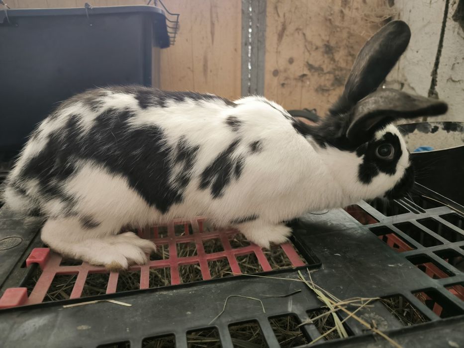 Piękna samica gotowa do zakocenia