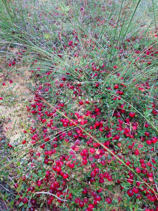 Клюква 280грн за кг